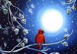 The image for Winter Red Cardenal!