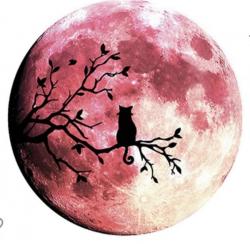The image for Full Moon Cat!