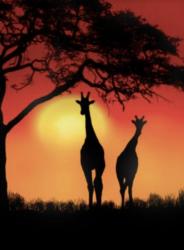 The image for Giraffes!