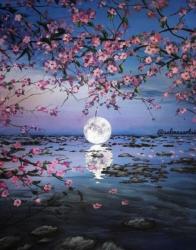 The image for Beautiful Moon through the flowers!