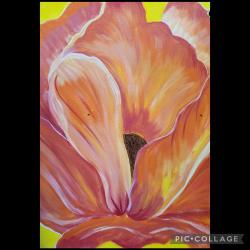 The image for Up Close Orange/Pink Flower!