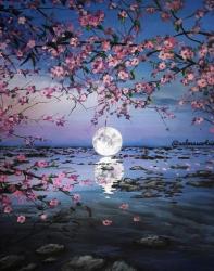 The image for Cherry Blossom Moonlit Night!
