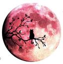 The image for Over the Moon!